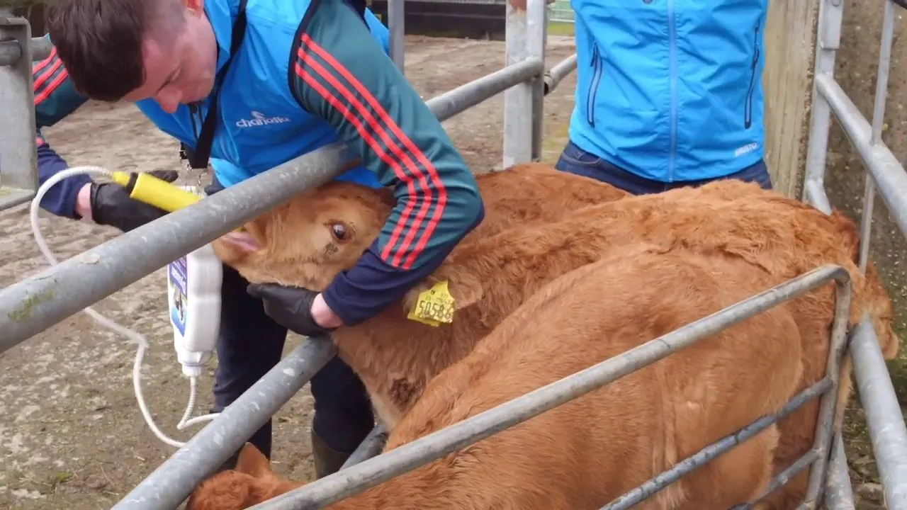 How Early Can Lambs and Calves Get Coccidiosis? Weekly View Farm